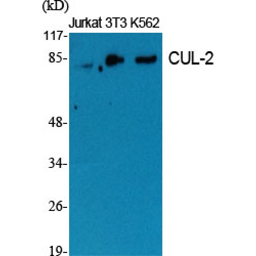 CUL2 / Cullin 2 Antibody - Western blot of CUL-2 antibody