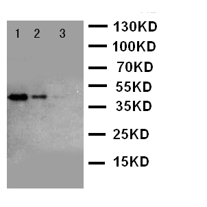 CUL2 / Cullin 2 Antibody - WB of CUL2 / Cullin 2 antibody. Recombinant Protein Detection Source:. E.coli derived -recombinant human Cul2, 46.5KD. (162aa tag+L150-Y394). Lane 1: Recombinant Human Cul2 Protein 10ng. Lane 2: Recombinant Human Cul2 Protein 5ng. Lane 3: Recombinant Human Cul2 Protein 2.5ng.