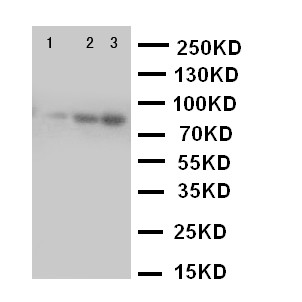 CUL2 / Cullin 2 Antibody - WB of CUL2 / Cullin 2 antibody. Lane 1: SMMC Cell Lysate. Lane 2: HELA Cell Lysate. Lane 3: COLO320 Cell Lysate.