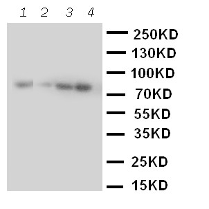 CUL2 / Cullin 2 Antibody - WB of CUL2 / Cullin 2 antibody. Lane 1: A431 Cell Lysate. Lane 2: SMMC Cell Lysate. Lane 3: HELA Cell Lysate. Lane 4: COLO320 Cell Lysate.