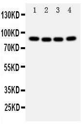 CUL2 / Cullin 2 Antibody - Anti-Cullin 2 antibody, Western blotting Lane 1: A431 Cell LysateLane 2: SMMC Cell LysateLane 3: HELA Cell LysateLane 4: COLO320 Cell Lysate