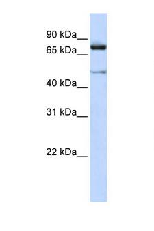 CUL2 / Cullin 2 Antibody - CUL2 / Cullin 2 antibody Western blot of Jurkat Cell lysate. Antibody concentration 1 ug/ml. This image was taken for the unconjugated form of this product. Other forms have not been tested.