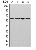 CUL2 / Cullin 2 Antibody - Western blot analysis of Cullin 2 expression in MCF7 (A); mouse liver (B); rat kidney (C); NIH3T3 (D) whole cell lysates.