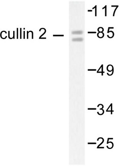 CUL2 / Cullin 2 Antibody - Western blot of Cullin 2 (I726) pAb in extracts from LOVO cells.