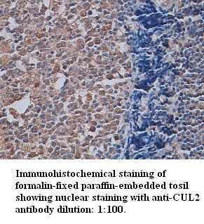 CUL2 / Cullin 2 Antibody