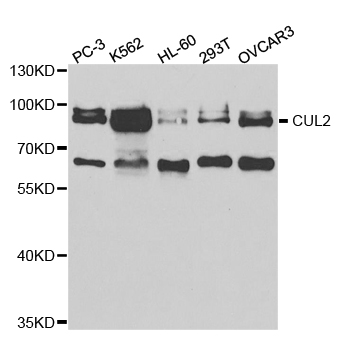 CUL2 / Cullin 2 Antibody - Western blot analysis of extracts of various cell lines.