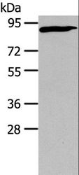 CUL2 / Cullin 2 Antibody - Western blot analysis of PC3 cell, using CUL2 Polyclonal Antibody at dilution of 1:440.