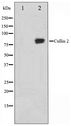 CUL2 / Cullin 2 Antibody - Western blot of LOVO cell lysate using Cullin 2 Antibody