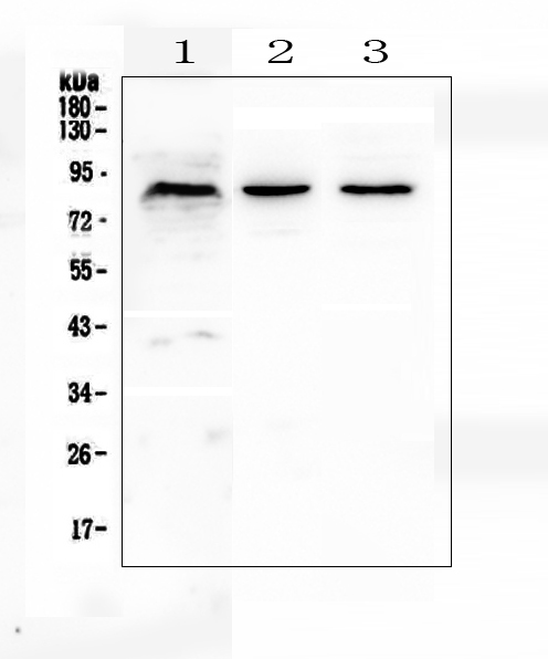 CUL2 / Cullin 2 Antibody - Western blot analysis of CUL2 using anti-CUL2 antibody. Electrophoresis was performed on a 5-20% SDS-PAGE gel at 70V (Stacking gel) / 90V (Resolving gel) for 2-3 hours. The sample well of each lane was loaded with 50ug of sample under reducing conditions. Lane 1: human K562 whole cell lysate,Lane 2: rat brain tissue lysates,Lane 3: mouse brain tissue lysates. After Electrophoresis, proteins were transferred to a Nitrocellulose membrane at 150mA for 50-90 minutes. Blocked the membrane with 5% Non-fat Milk/ TBS for 1.5 hour at RT. The membrane was incubated with rabbit anti-CUL2 antigen affinity purified polyclonal antibody at 0.5 µg/mL overnight at 4°C, then washed with TBS-0.1% Tween 3 times with 5 minutes each and probed with a goat anti-rabbit IgG-HRP secondary antibody at a dilution of 1:10000 for 1.5 hour at RT. The signal is developed using an Enhanced Chemiluminescent detection (ECL) kit with Tanon 5200 system. A specific band was detected for CUL2 at approximately 87KD. The expected band size for CUL2 is at 87KD.
