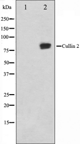 CUL2 / Cullin 2 Antibody - Western blot analysis on LOVO cells cell lysates using Cullin 2 antibody. The lane on the left is treated with the antigen-specific peptide.