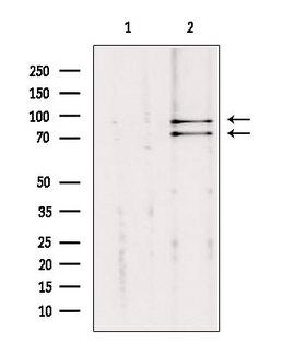 CUL2 / Cullin 2 Antibody - Western blot analysis of extracts of mouse brain tissue using Cullin 2 antibody. Lane 1 was treated with the blocking peptide.