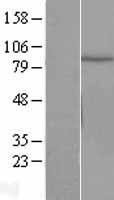 CUL2 / Cullin 2 Protein - Western validation with an anti-DDK antibody * L: Control HEK293 lysate R: Over-expression lysate