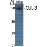 CUL3 / Cullin 3 Antibody - Western blot of CUL-3 antibody