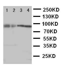 CUL3 / Cullin 3 Antibody - WB of Cullin 3 / CUL3 antibody. Lane 1: HELA Cell Lysate. Lane 2: MCF-7 Cell Lysate. Lane 3: Rat Testis Tissue Lysate. Lane 4: Rat Brain Tissue Lysate.