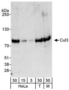 CUL3 / Cullin 3 Antibody - Detection of Human and Mouse Cul3 by Western Blot. Samples: Whole cell lysate from HeLa (15 and 50 ug for WB), 293T (T; 50 ug) and mouse NIH3T3 (M; 50 ug) cells. Antibody: Affinity purified rabbit anti-Cul3 antibody used for WB at 0.4 ug/ml. Detection: Chemiluminescence with an exposure time of 3 minutes.