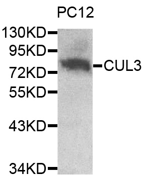 CUL3 / Cullin 3 Antibody - Western blot analysis of extracts of PC12 cells.