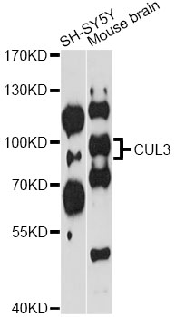 CUL3 / Cullin 3 Antibody - Western blot analysis of extracts of various cell lines, using CUL3 antibody at 1:1000 dilution. The secondary antibody used was an HRP Goat Anti-Rabbit IgG (H+L) at 1:10000 dilution. Lysates were loaded 25ug per lane and 3% nonfat dry milk in TBST was used for blocking. An ECL Kit was used for detection and the exposure time was 90s.