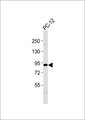 CUL3 / Cullin 3 Antibody - Anti-Cullin 3 Antibody at 1:500 dilution + PC-12 whole cell lysates Lysates/proteins at 20 ug per lane. Secondary Goat Anti-Rabbit IgG, (H+L),Peroxidase conjugated at 1/10000 dilution Predicted band size : 89 kDa Blocking/Dilution buffer: 5% NFDM/TBST.