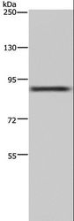 CUL3 / Cullin 3 Antibody - Western blot analysis of 293T cell, using CUL3 Polyclonal Antibody at dilution of 1:250.