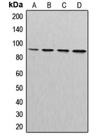 CUL3 / Cullin 3 Antibody - Western blot analysis of Cullin 3 expression in MDAMB231 (A); MDAMB468 (B); NIH3T3 (C); PC12 (D) whole cell lysates.