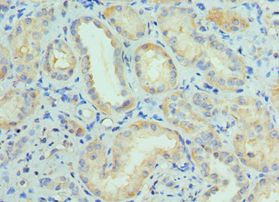 CUL5 / Cullin-5 Antibody - Immunohistochemistry of paraffin-embedded human kidney using antibody 1:100 dilution.