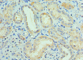 CUL5 / Cullin-5 Antibody - Immunohistochemistry of paraffin-embedded human kidney tissue using CUL5 Antibody at dilution of 1:100