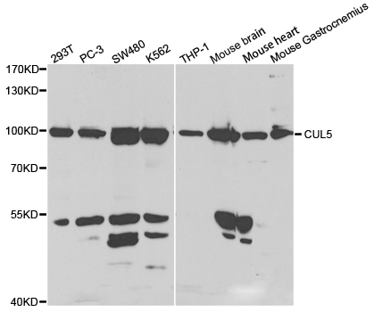 CUL5 / Cullin-5 Antibody - Western blot analysis of extracts of various cell lines.