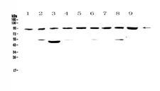 CUL5 / Cullin-5 Antibody - Western blot - Anti-Cullin 5 Picoband antibody
