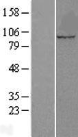 CUL5 / Cullin-5 Protein - Western validation with an anti-DDK antibody * L: Control HEK293 lysate R: Over-expression lysate