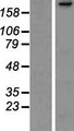 CUL9 / Cullin 9 Protein - Western validation with an anti-DDK antibody * L: Control HEK293 lysate R: Over-expression lysate