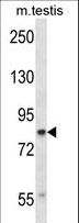 Cullin 4A / CUL4A Antibody - CUL4A Antibody western blot of mouse testis tissue lysates (35 ug/lane). The CUL4A antibody detected the CUL4A protein (arrow).