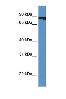 Cullin 4A / CUL4A Antibody - CUL4A / Cullin 4A antibody Western blot of Fetal Heart lysate. Antibody concentration 1 ug/ml.  This image was taken for the unconjugated form of this product. Other forms have not been tested.