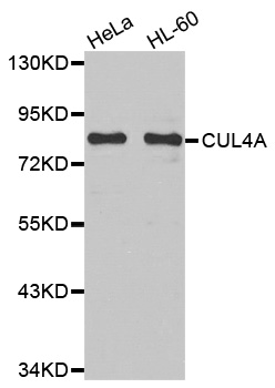 Cullin 4A / CUL4A Antibody - Western blot analysis of extracts of various cell lines, using CUL4A antibody.