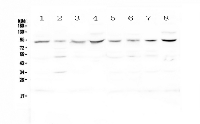 Cullin 4A / CUL4A Antibody - Western blot - Anti-Cullin 4a Picoband antibody