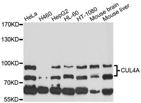 Cullin 4A / CUL4A Antibody - Western blot analysis of extracts of various cell lines, using CUL4A antibody at 1:1000 dilution. The secondary antibody used was an HRP Goat Anti-Rabbit IgG (H+L) at 1:10000 dilution. Lysates were loaded 25ug per lane and 3% nonfat dry milk in TBST was used for blocking. An ECL Kit was used for detection and the exposure time was 90s.