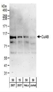 Cullin 4B / CUL4B Antibody - Detection of Human Cul4B by Western Blot. Samples: Whole cell lysate from 293T (15 and 50 ug), HeLa (50 ug), and Jurkat (50 ug) cells. Antibodies:Affinity purified rabbit anti-Cul4B antibody used for WB at 0.1 ug/ml. Detection: Chemiluminescence with an exposure time of 3 minutes.