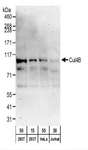 Cullin 4B / CUL4B Antibody - Detection of Human Cul4B by Western Blot. Samples: Whole cell lysate from 293T (15 and 50 ug), HeLa (50 ug), and Jurkat (50 ug) cells. Antibodies:Affinity purified rabbit anti-Cul4B antibody used for WB at 0.1 ug/ml. Detection: Chemiluminescence with an exposure time of 3 minutes.