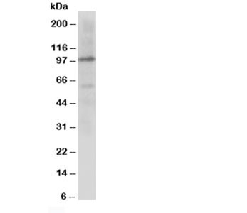 Cullin 4B / CUL4B Antibody - Western blot testing of Cullin 4B antibody and rat lung tissue lysate