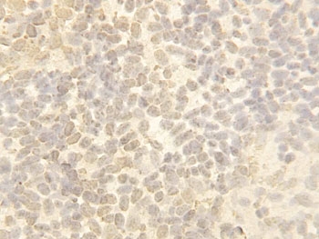 Cullin 4B / CUL4B Antibody - IHC-P: Cullin 4B antibody testing of Zebrafish Body tissue