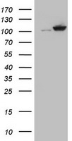 Cullin 4B / CUL4B Antibody - HEK293T cells were transfected with the pCMV6-ENTRY control (Left lane) or pCMV6-ENTRY CUL4B (Right lane) cDNA for 48 hrs and lysed. Equivalent amounts of cell lysates (5 ug per lane) were separated by SDS-PAGE and immunoblotted with anti-CUL4B.