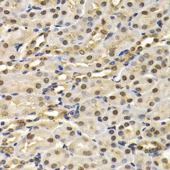 Cullin 4B / CUL4B Antibody - Immunohistochemistry of paraffin-embedded mouse kidney tissue.