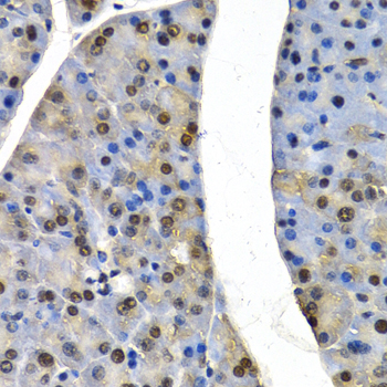 Cullin 4B / CUL4B Antibody - Immunohistochemistry of paraffin-embedded mouse pancreas.