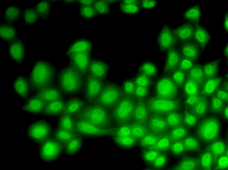 Cullin 4B / CUL4B Antibody - Immunofluorescence analysis of U20S cells.