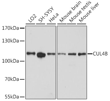 Cullin 4B / CUL4B Antibody - Western blot analysis of extracts of various cell lines, using CUL4B antibody at 1:3000 dilution. The secondary antibody used was an HRP Goat Anti-Rabbit IgG (H+L) at 1:10000 dilution. Lysates were loaded 25ug per lane and 3% nonfat dry milk in TBST was used for blocking. An ECL Kit was used for detection and the exposure time was 90s.