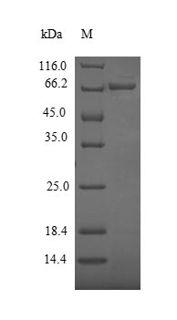 PLY1 / Pectate lyase 1 Protein - (Tris-Glycine gel) Discontinuous SDS-PAGE (reduced) with 5% enrichment gel and 15% separation gel.