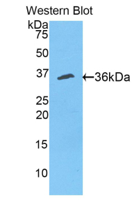 CUTC Antibody - Western blot of recombinant CUTC.  This image was taken for the unconjugated form of this product. Other forms have not been tested.