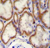 CUX1 / CASP Antibody - CUX1 Antibody immunohistochemistry of formalin-fixed and paraffin-embedded human kidney tissue followed by peroxidase-conjugated secondary antibody and DAB staining.