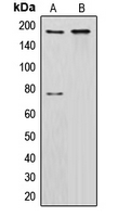 CUX1 / CASP Antibody - Western blot analysis of CUX1 expression in HeLa (A); NIH3T3 (B) whole cell lysates.