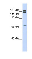 CUX2 Antibody - CUX2 / CUTL2 antibody Western blot of Fetal Muscle lysate. This image was taken for the unconjugated form of this product. Other forms have not been tested.