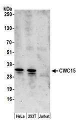 CWC15 Antibody - Detection of human CWC15 by western blot. Samples: Whole cell lysate (50 µg) from HeLa, HEK293T, and Jurkat cells prepared using NETN lysis buffer. Antibody: Affinity purified rabbit anti-CWC15 antibody used for WB at 0.4 µg/ml. Detection: Chemiluminescence with an exposure time of 3 minutes.